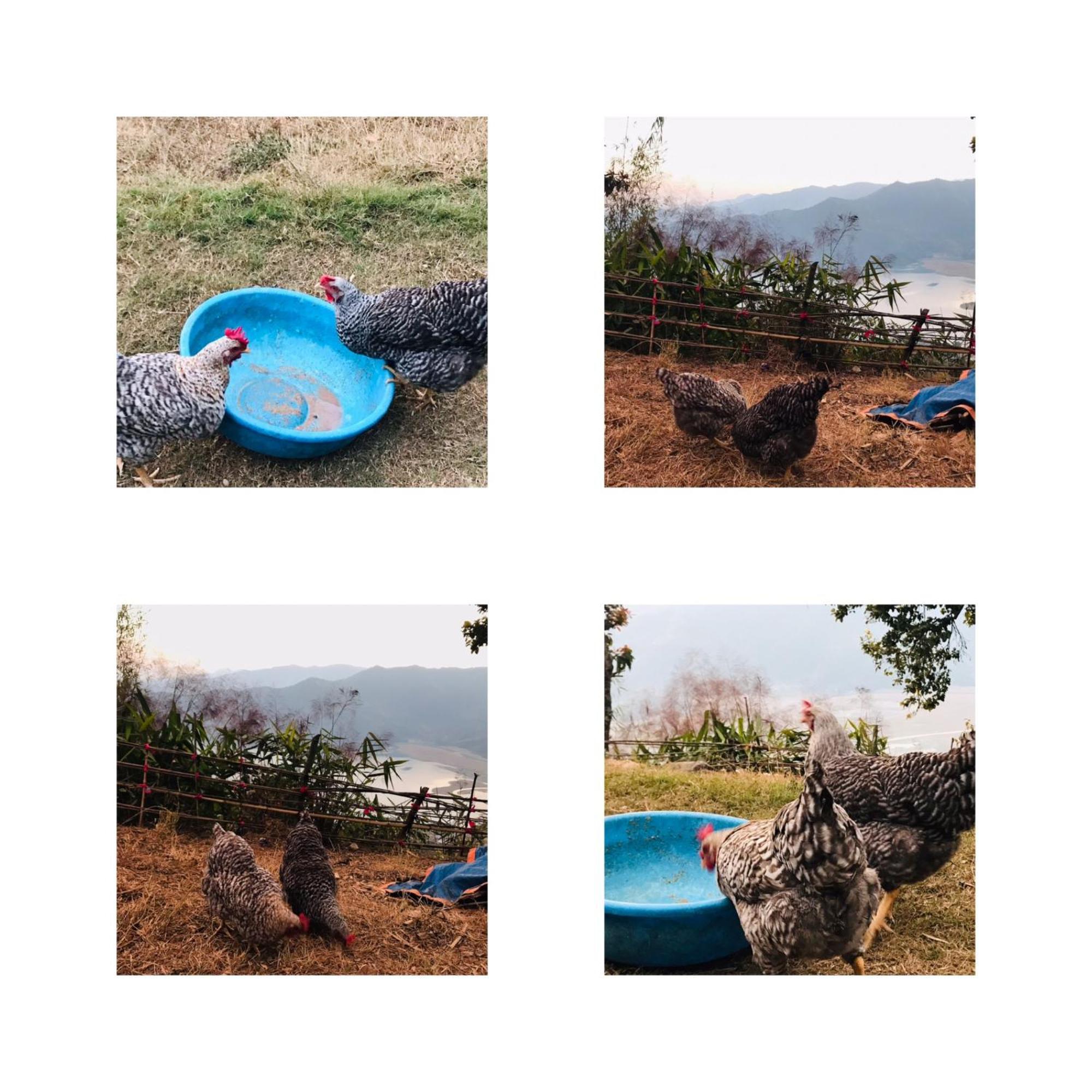 Hom'S Homestay & Farmstay Sarangkot Pókhara Exteriér fotografie