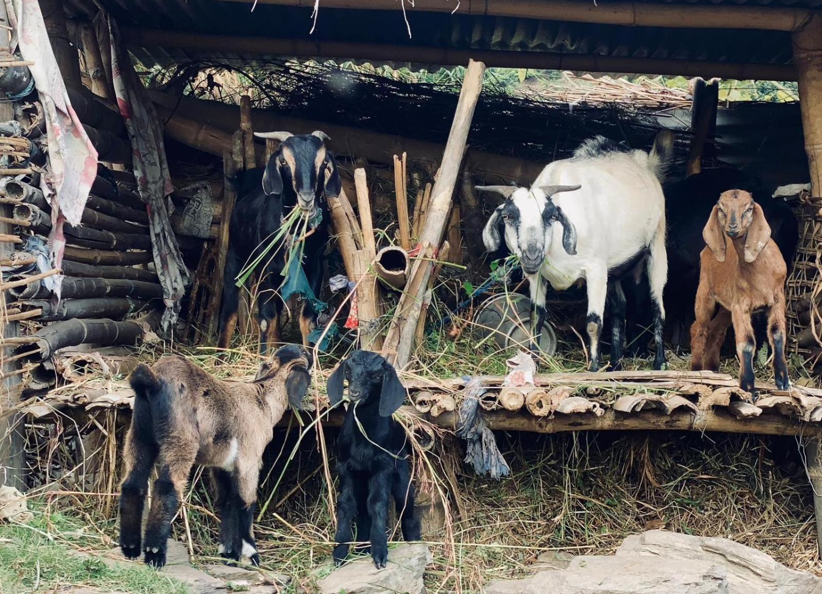 Hom'S Homestay & Farmstay Sarangkot Pókhara Exteriér fotografie